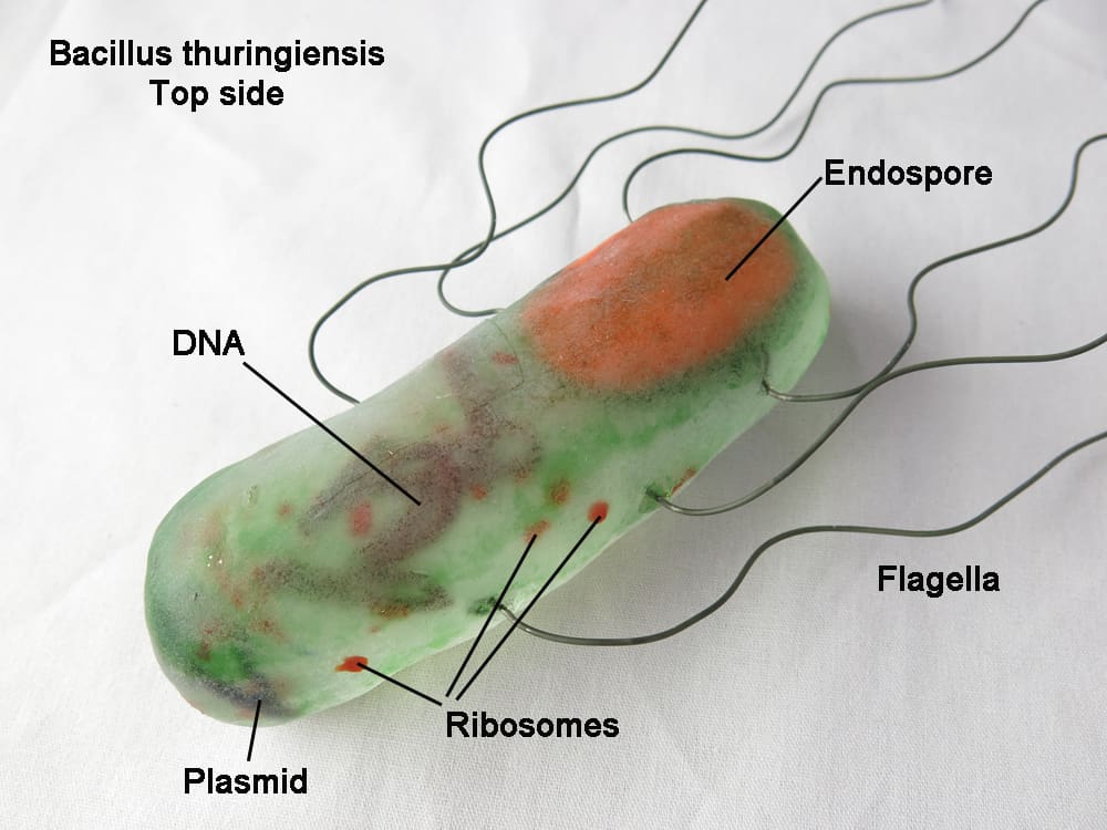 Bacillus thuringiensis e varroasi – APINSIEME